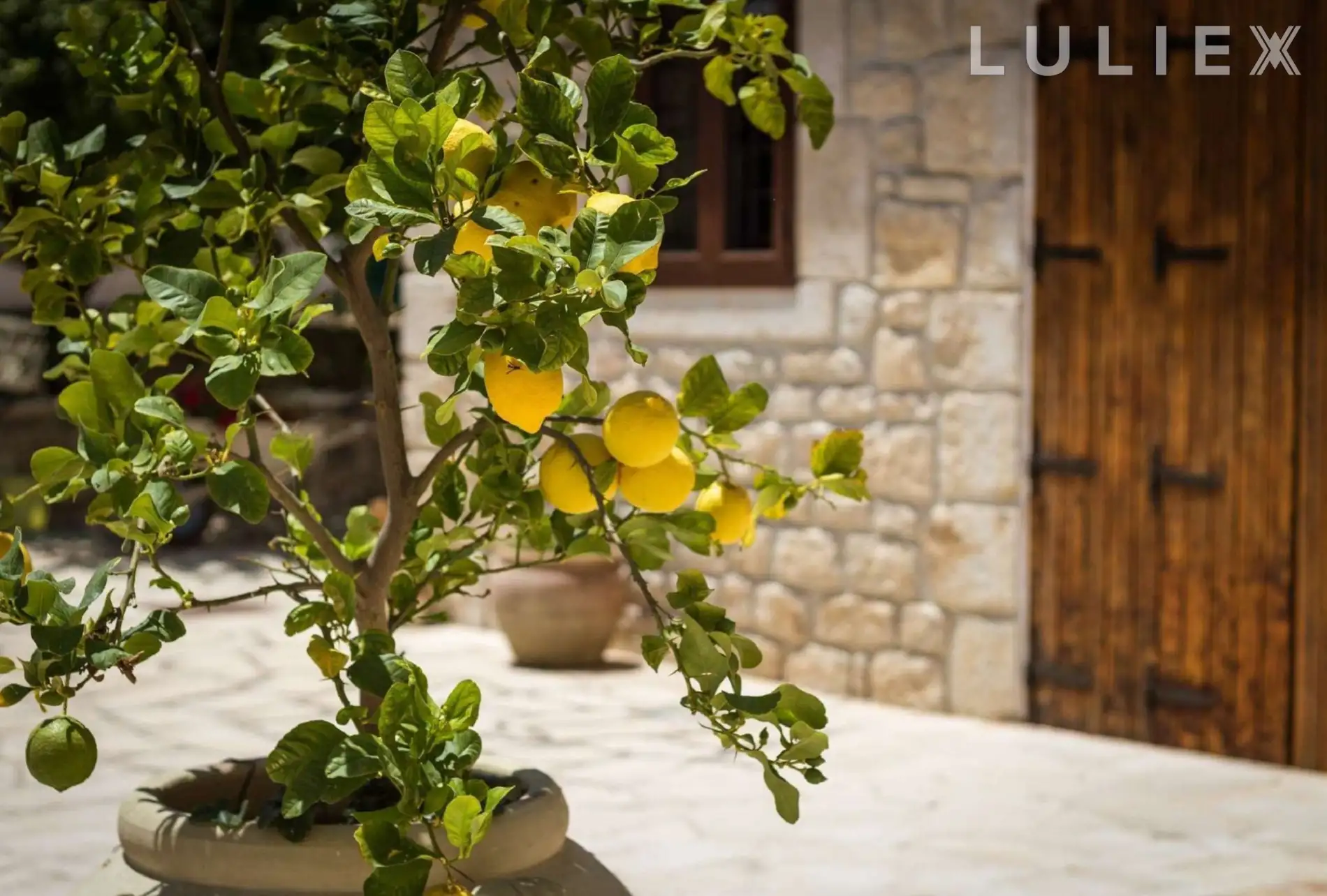 MASSERIA CEDRO