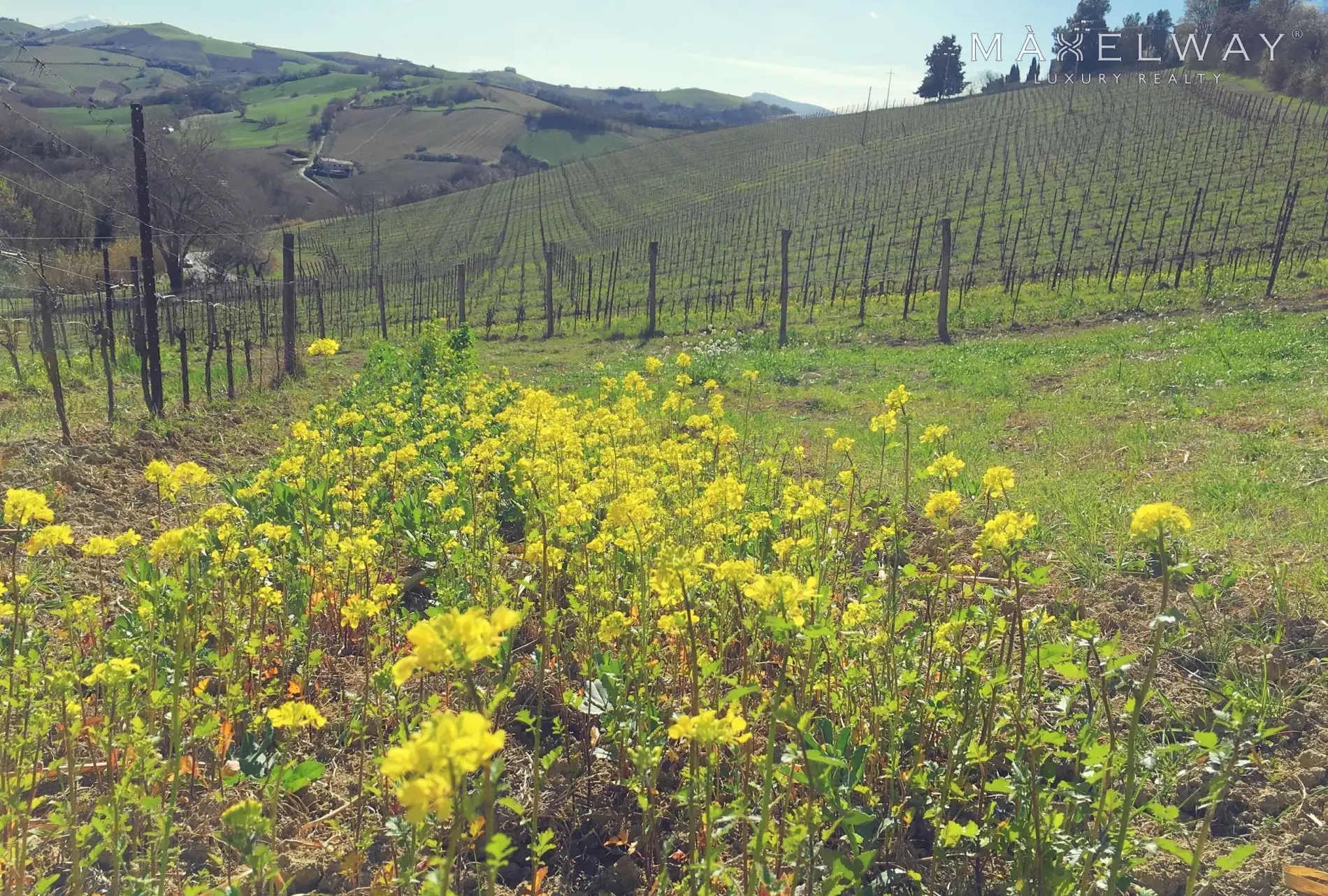 WINERY & VINEYARDS