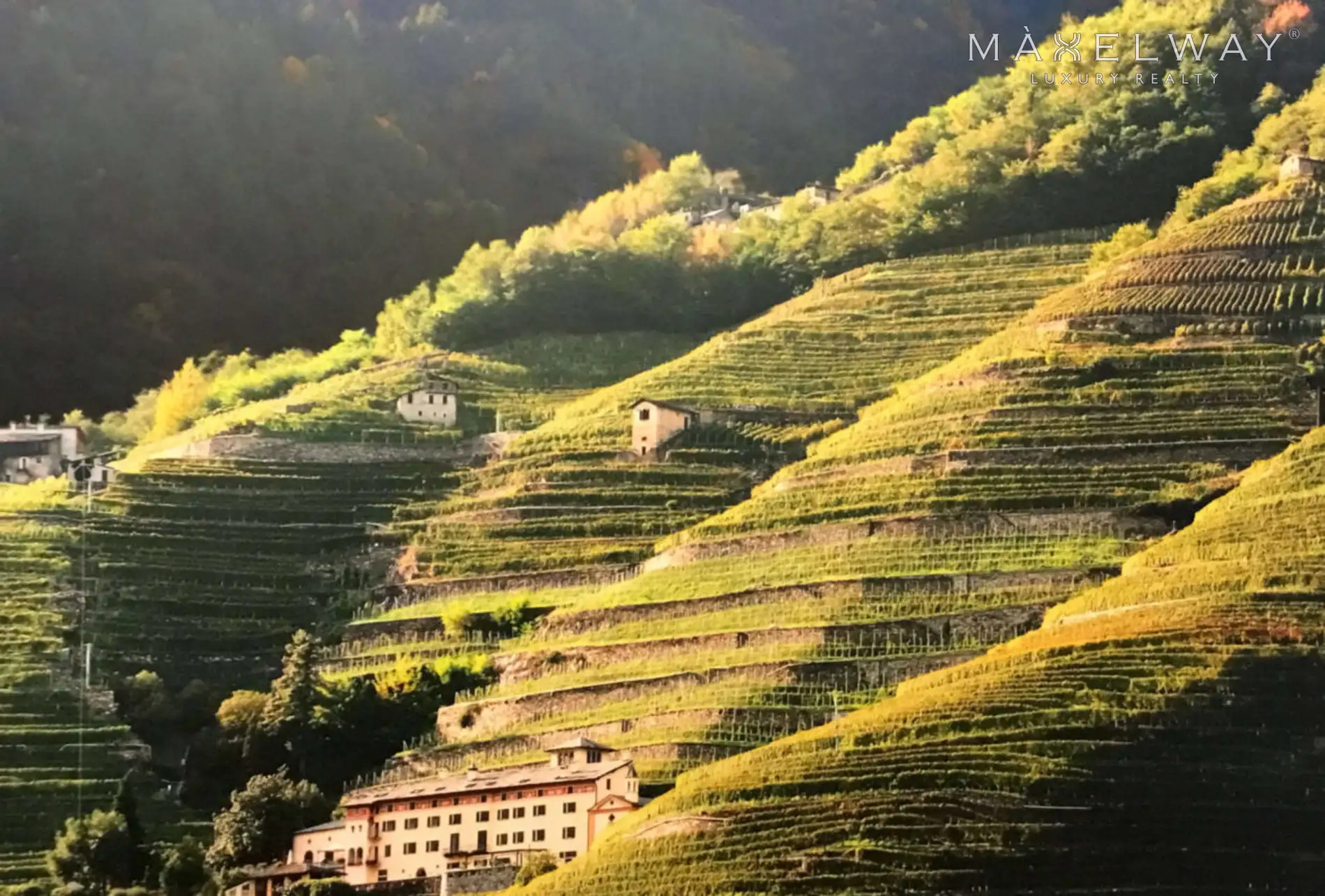 WINE FARM IN TUSCANY