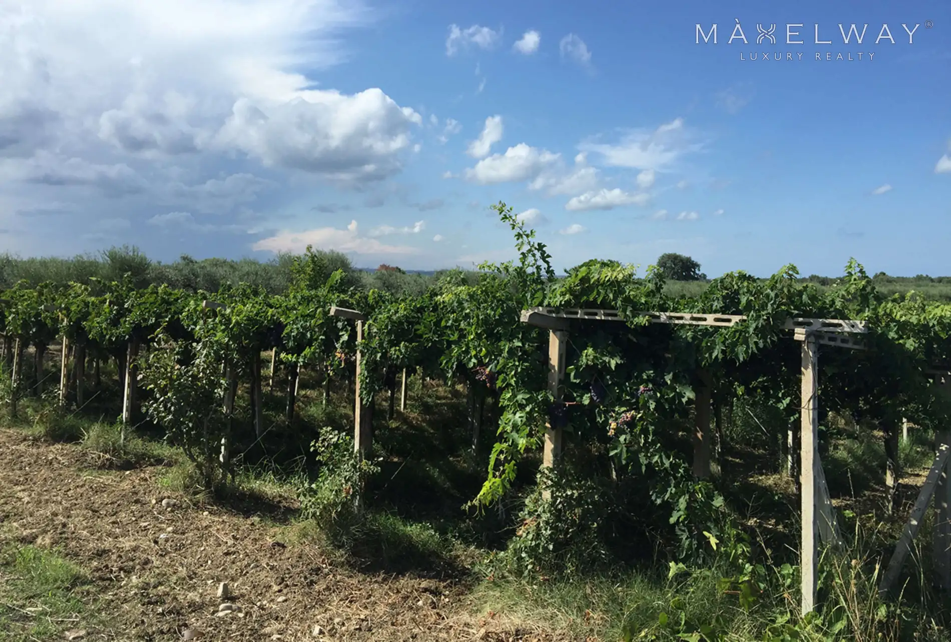 ABRUZZO WINERY
