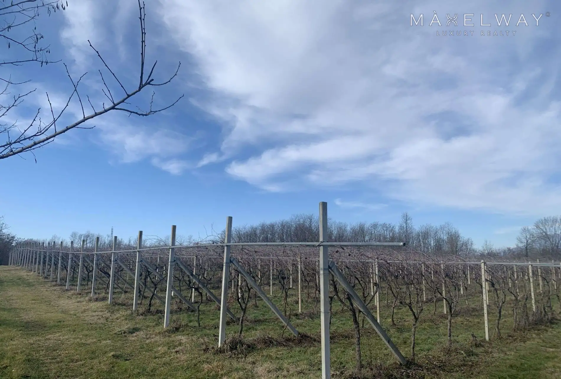 WINERY IN PIEDMONT