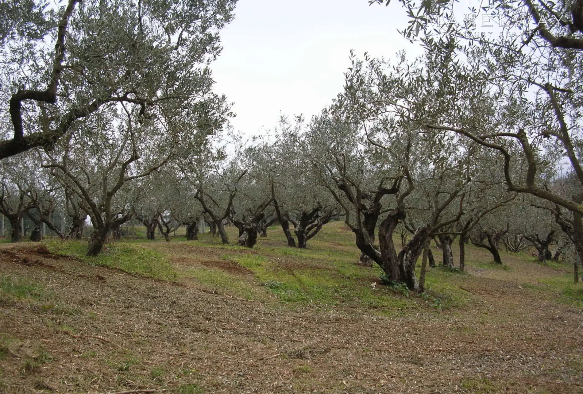 OLIVE OIL & WINE FARM