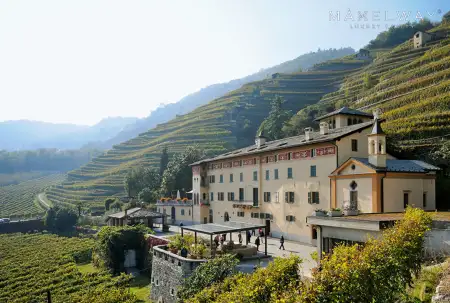 WINE FARM IN TUSCANY